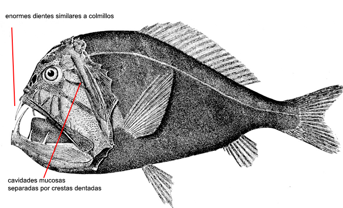 Anoplogaster cornuta_01